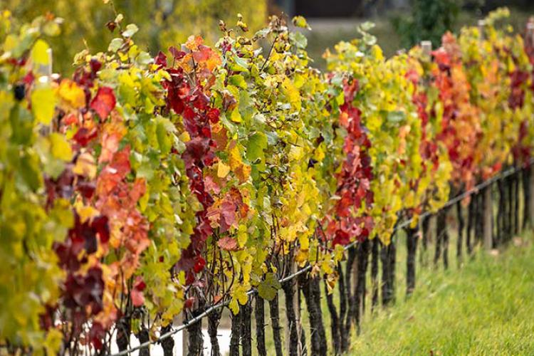 Herbststimmung in Eppan