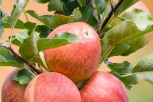 Äpfel in unseren Obstwiesen