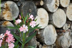 Detail im Garten