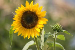 Sonnenblume im Garten