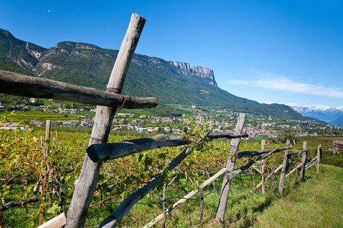 Weinreben im Überetsch