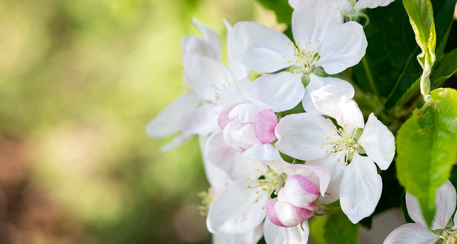 Apfelblüte im Frühling