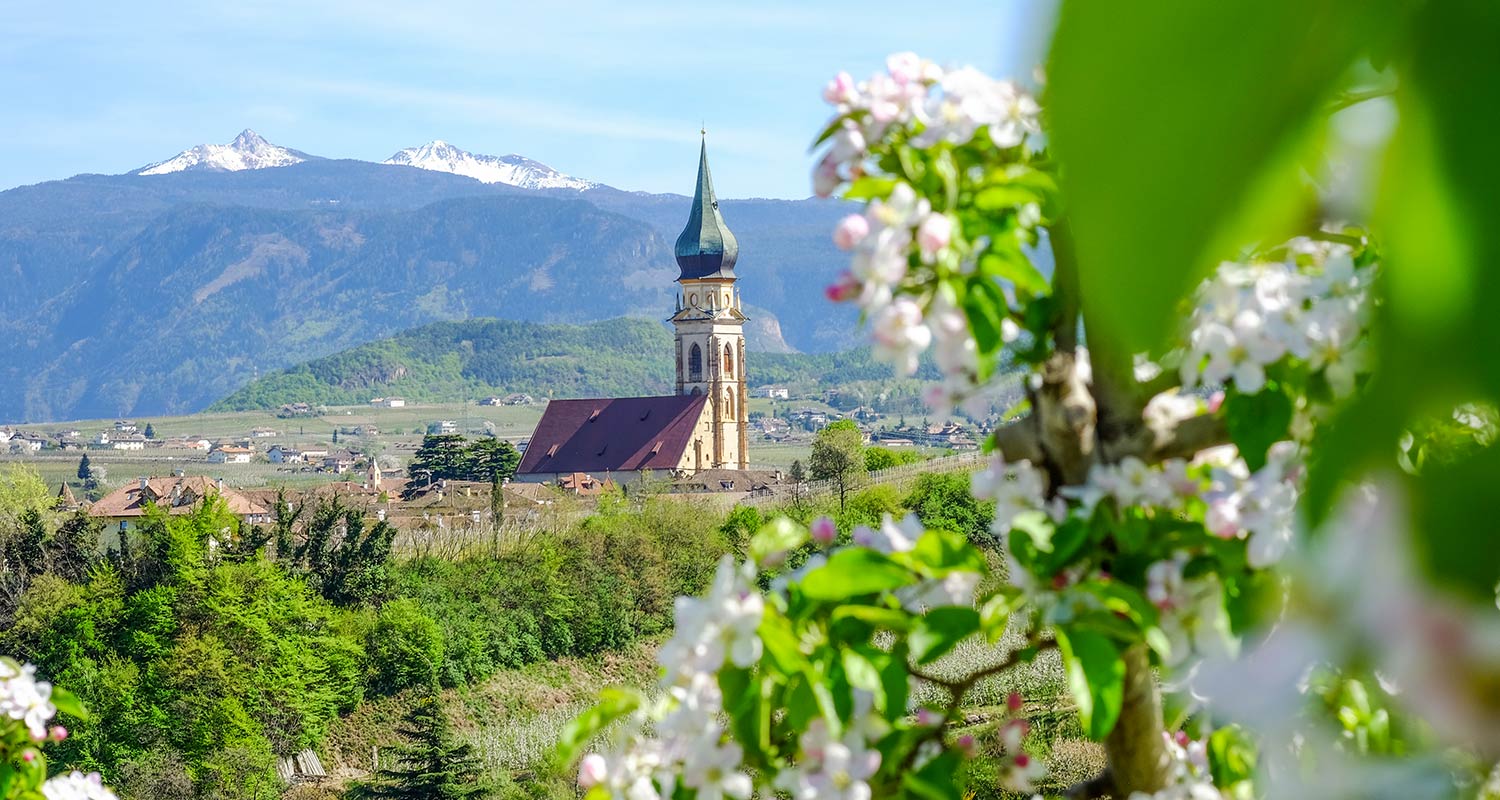 Apfelblüte in Eppan