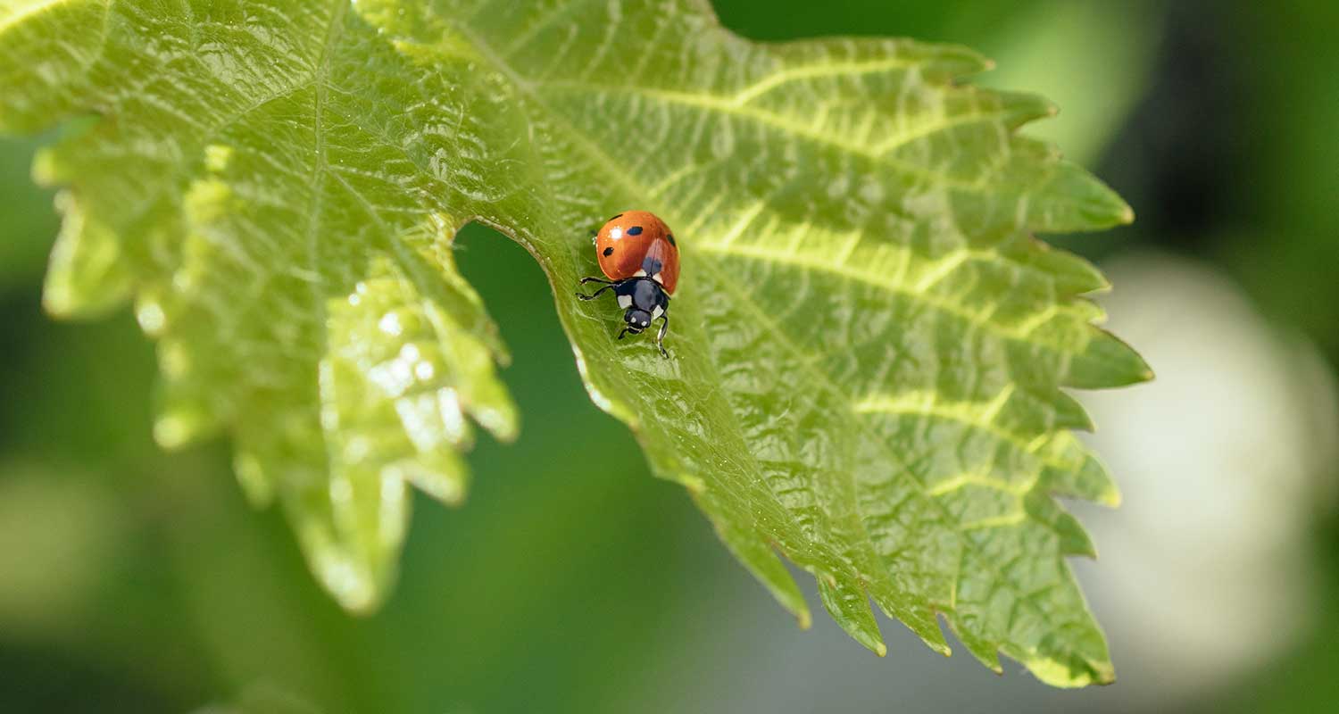 Blatt mit Marienkäfer